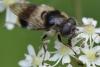 Cheilosia illustrata